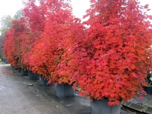 Acer palmatum Crimson Sentry