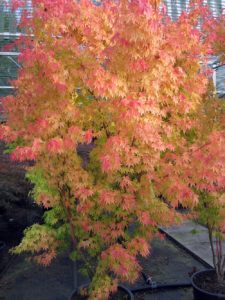 Acer palmatum 'Sangokaku'