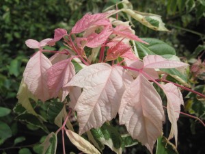 Acer negundo 'Flamingo'