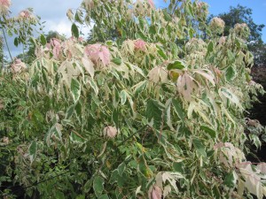 Acer negundo 'Flamingo'