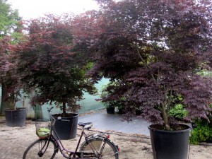 Acer palmatum 'Atropurpureum'