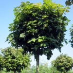 Acer pal. Globosum