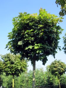 Acer pal. Globosum