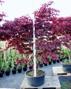 Acer palmatum 'Atropurpureum'