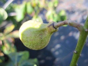 Aesculus parviflora1
