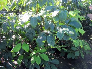 Aesculus parviflora