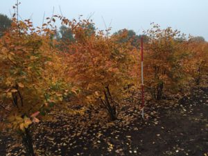 Amelanchier lamarckii Herbst