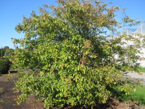 Amelanchier lamarckii