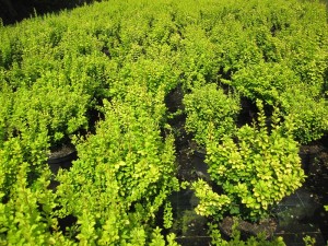 Berberis thunbergii Maria