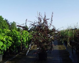 Berberis ottawensis 'Superba' 2