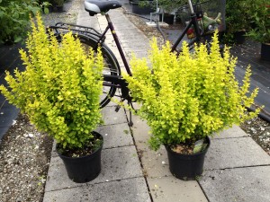 Berberis thunbergii Maria