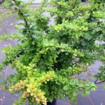 Berberis thunbergii