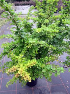 Berberis thunbergii