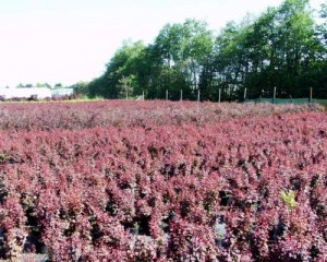Berberis thunbergii 'Atropurpurea'
