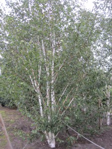 Betula jacquemontii