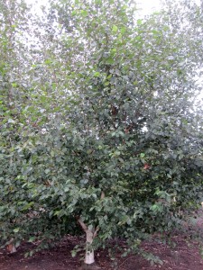 Betula jacquemontii