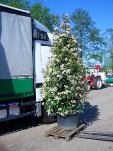Photinia fraser Red Robin