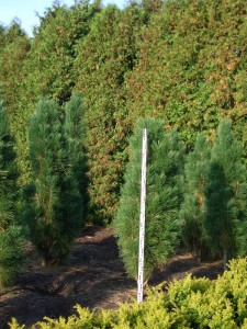 Pinus nigra Green Tower