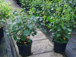 Hedera helix arborescens