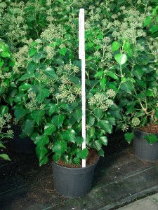 Hedera helix arborescens