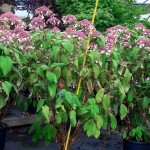 Hydrangea aspera ‚Macrophylla’