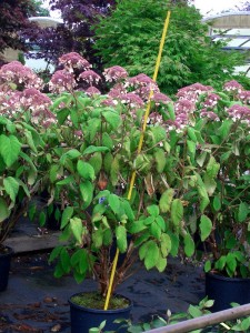 Hydrangea aspera ‚Macrophylla’