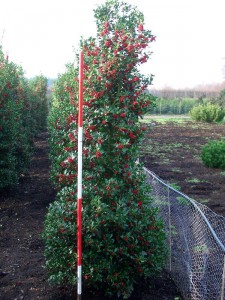 Ilex aquifolium Alaska