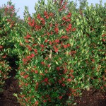Ilex aquifolium Nellie Stevens