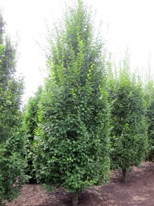 Carpinus betulus Fastigiata
