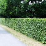 Carpinus betulus 2