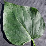 Catalpa bignonioides Nana