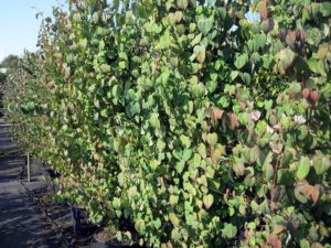 Cercidihylllum japonica