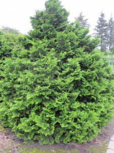 Chamaecyparis obtusa 'Nana Gracilis'