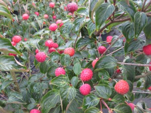 Cornus kousa 'Satomi'