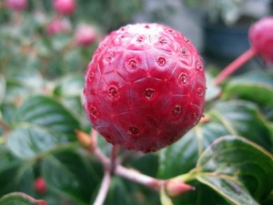 Cornus Satomi2