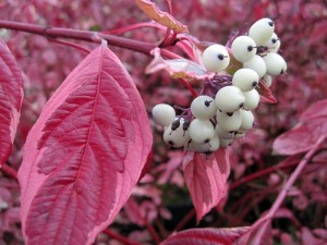 Cornus alba Sibirica Variegata