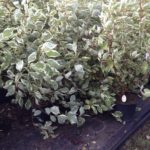 Cornus alba 'Elegantissima'