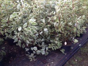 Cornus alba 'Elegantissima'