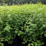 Cornus alba 'Sibirica' 1