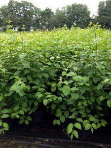 Cornus alba 'Sibirica' 1