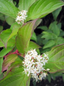 Cornus alba Sibirica