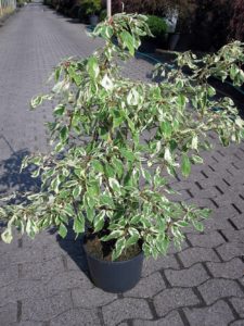 Cornus cont. Variegata