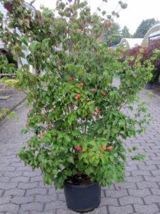 Cornus kousa