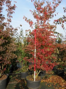 Cornus kousa