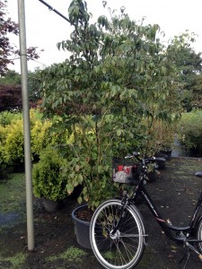 Cornus kousa chinensis