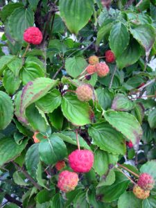 Cornus kousa1