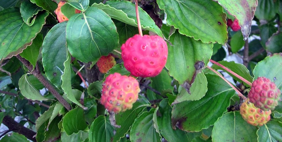 Cornus kousa1