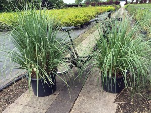 Cortaderia selloana Pumila