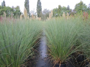 Cortaderia selloana Pumila