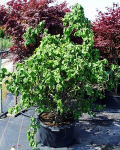 Corylus avellana Contorta